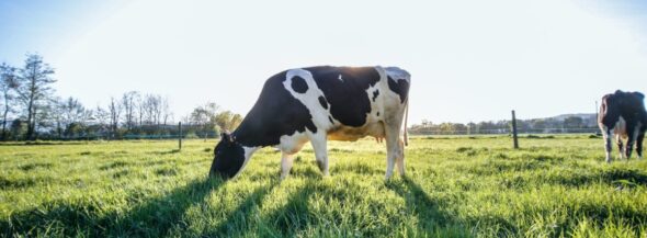 Expert Advice For Divorce Cases Involving Farms And Hereditary Land