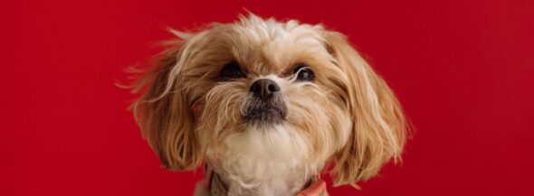 Can I Keep The Dog? How Pets Are Treated In Divorce